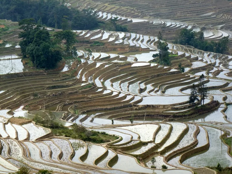 The Yuanyang Terraced Fields